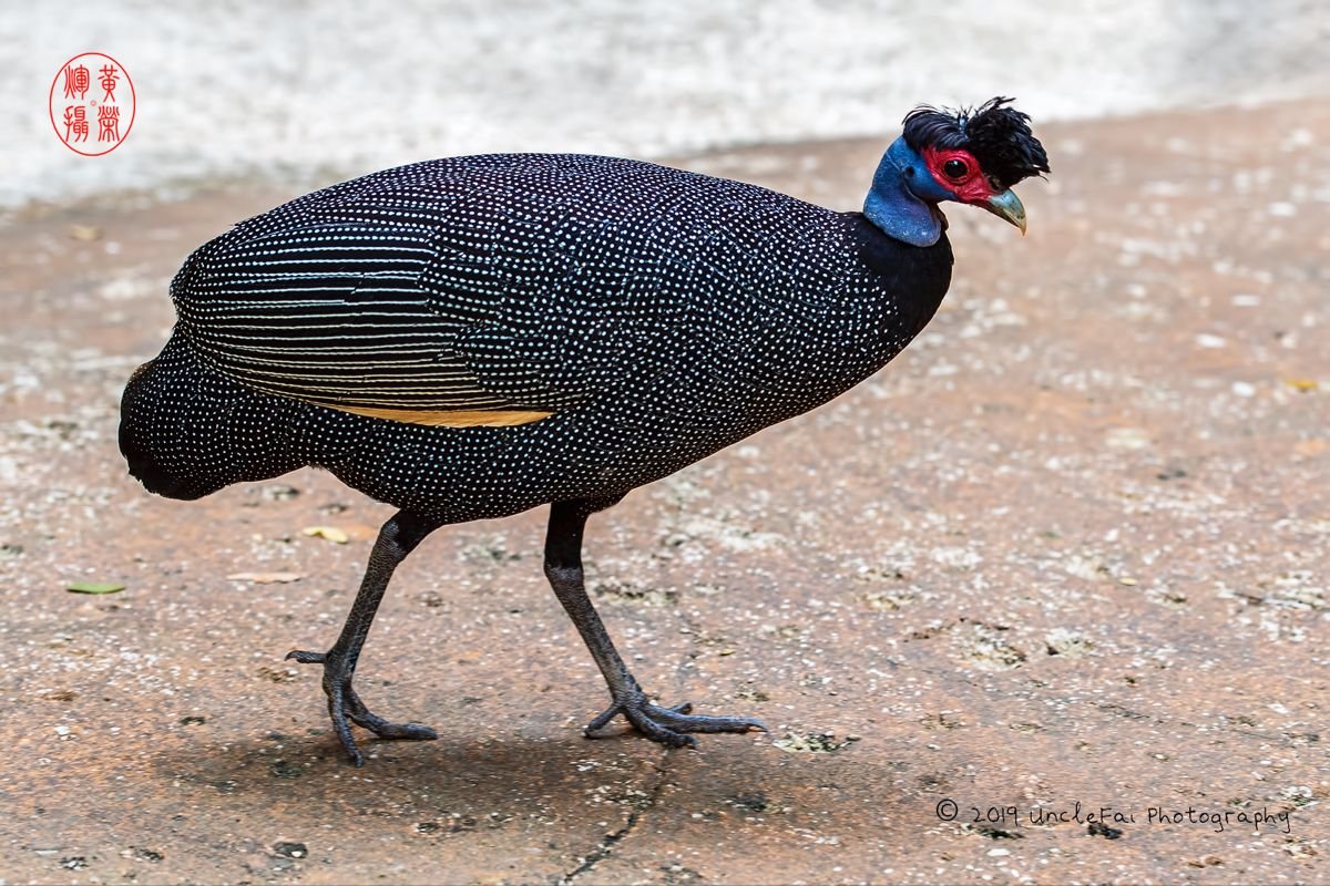 Crested Guineafowl
